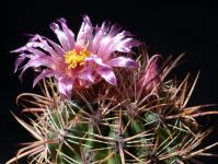 Thumbnail of 1628_Ferocactus fordii_20140613_03(1).JPG